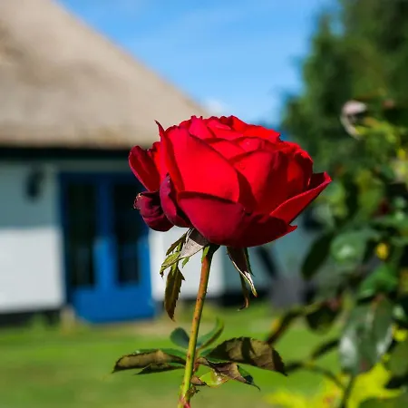 Bed & Breakfast De Oude Skuur Ooi 3*